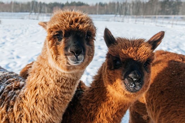 Alpakas im Winter