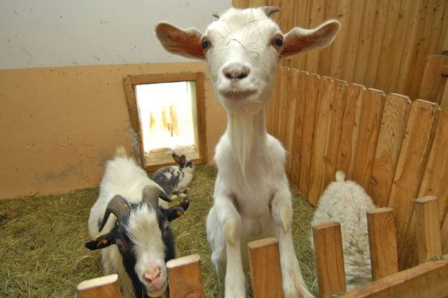 Unser Tiere im Erlebnisstall freuen sich auf alle Besucher