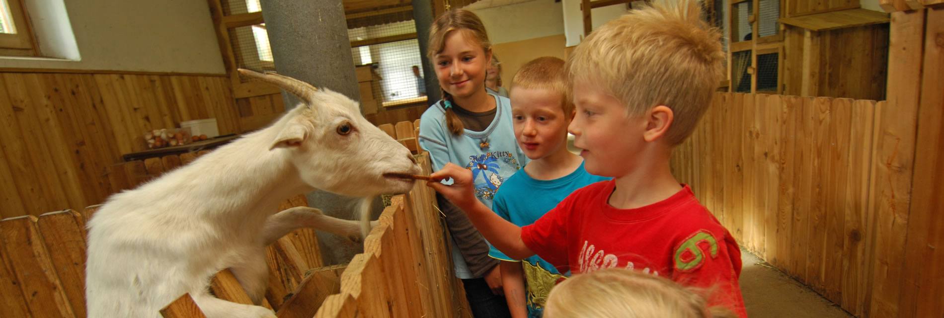 Traumhafter Urlaub am Bauernhof bei uns am Erlebnisbauernhof Ransburgerhof in Flachau Reitdorf mit Erlenbisstall und vielen Tieren